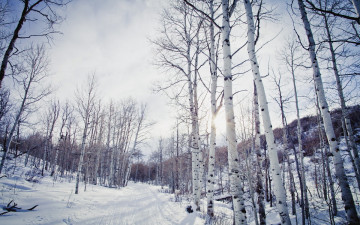 Картинка природа зима берёзы дорога