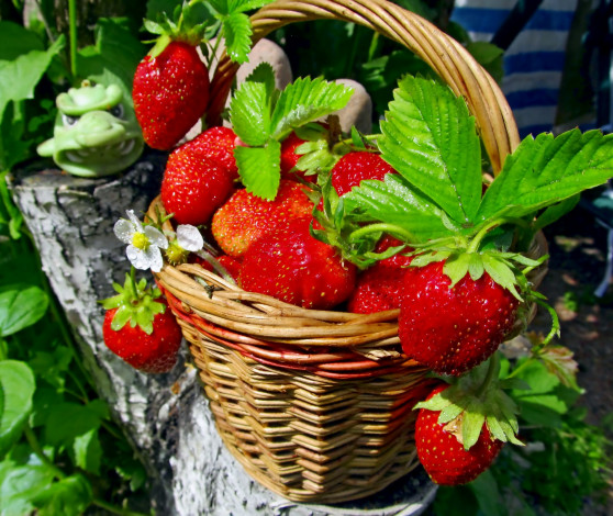 Обои картинки фото еда, клубника, земляника, корзинка, ягоды