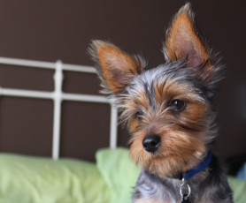 Картинка животные собаки пёс ушки мокрый нос