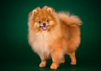 Картинка животные собаки шпиц