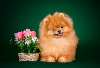 Картинка животные собаки шпиц