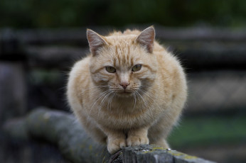 Картинка животные коты забор киса рыжий серый фон