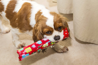 Картинка животные собаки конфета собака