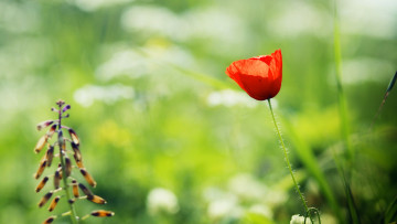 Картинка цветы маки мак красный зелень луг