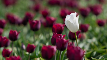 Картинка цветы тюльпаны тюлпаны