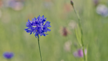 Картинка цветы васильки размытость синий василек фокус