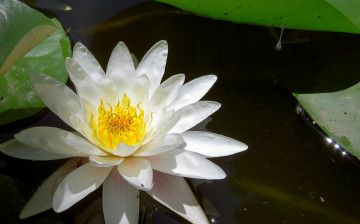 Картинка цветы лилии+водяные +нимфеи +кувшинки вода листья белый цветок нежный