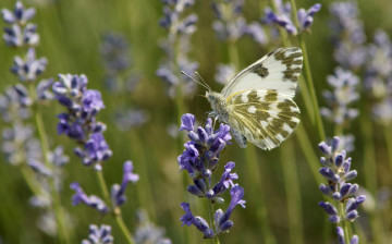 Картинка животные бабочки бабочка травинки цветочки поле зелень