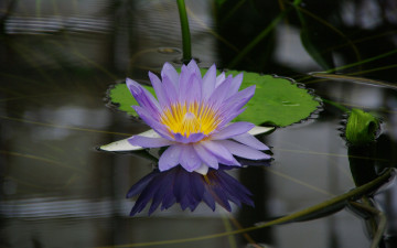 Картинка цветы лилии+водяные +нимфеи +кувшинки листья сиреневый вода цветок