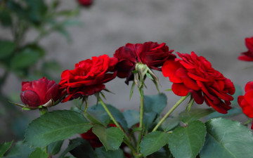 Картинка цветы розы красные