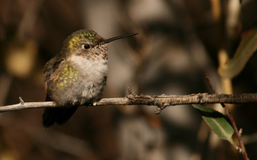 Картинка животные колибри маленькая птичка веточка