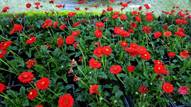 Обои картинки фото цветы, герберы, красный, много