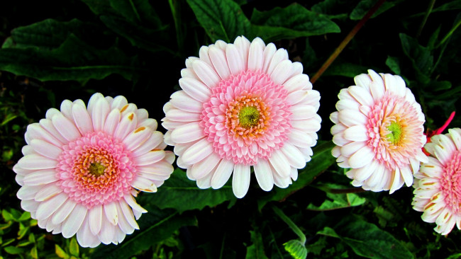 Обои картинки фото цветы, герберы, макро