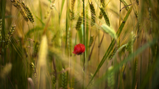 Обои картинки фото цветы, луговые , полевые,  цветы, колосья, пшеница, мак