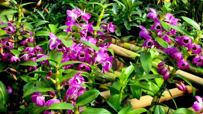 Обои картинки фото цветы, орхидеи, розовый