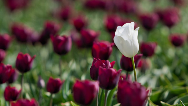 Обои картинки фото цветы, тюльпаны, тюлпаны