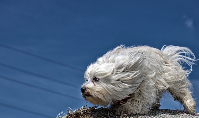 Обои картинки фото животные, собаки, гаванский, бишон, собака