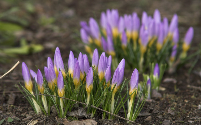 Обои картинки фото цветы, крокусы, сиреневые, бутоны, весна
