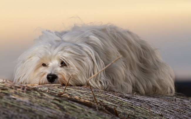 Обои картинки фото животные, собаки, гаванский, бишон, собака