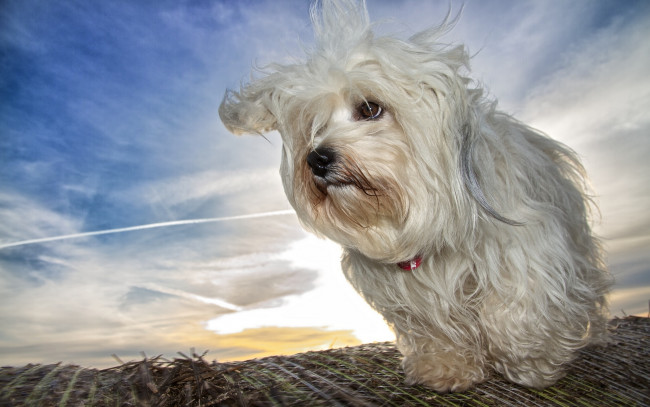 Обои картинки фото животные, собаки, гаванский, бишон, собака