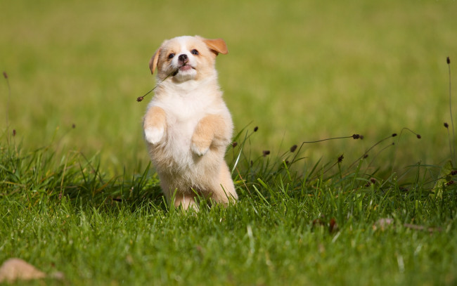 Обои картинки фото животные, собаки, собака, щенок, трава