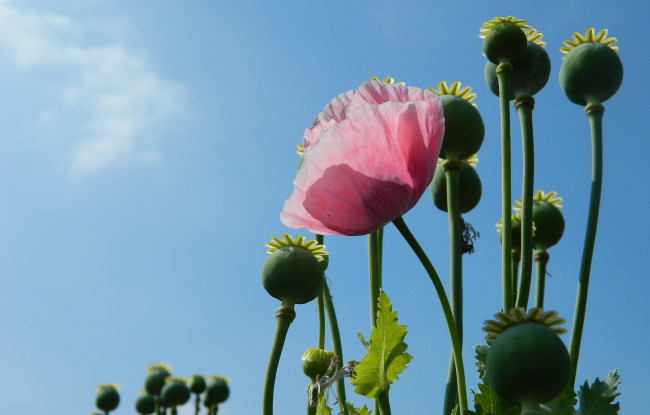 Обои картинки фото цветы, маки, мак, розовый, коробочки, небо