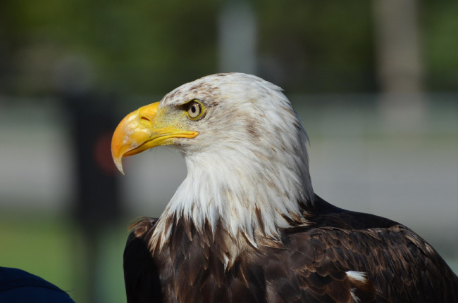 Обои картинки фото животные, птицы - хищники, орёл, птица, глаз, клюв, перья