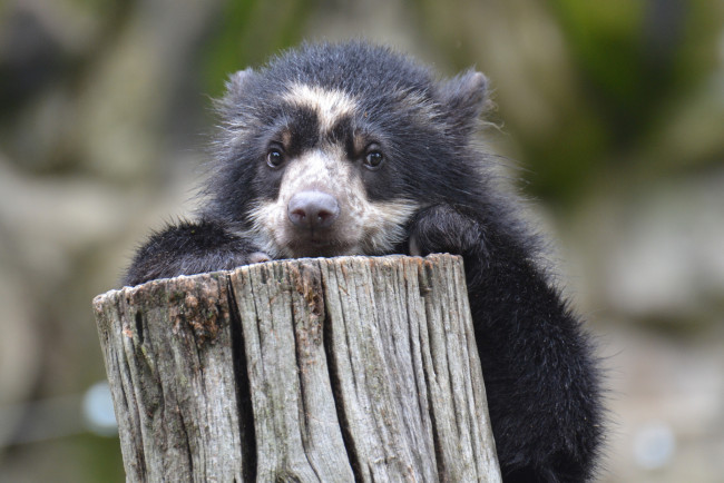 Обои картинки фото животные, медведи, пень, медвежонок, взгляд