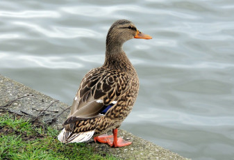 Картинка животные утки селезень