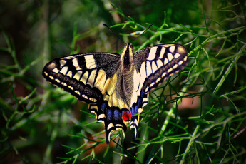 Картинка животные бабочки +мотыльки +моли бабочка