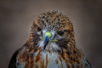 Картинка животные птицы+-+хищники глаза клюв голова