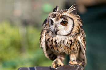 Картинка животные совы совенок