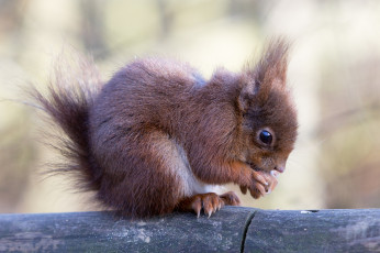Картинка животные белки белка дерево