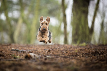 Картинка животные собаки собака взгляд друг лес