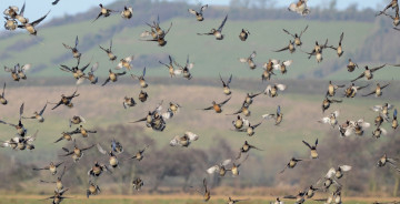 Картинка животные утки полёт стая