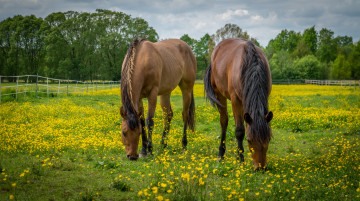 Картинка животные лошади лошадки трава луг