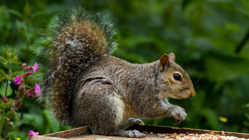 Картинка животные белки белка дерево