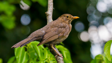 Картинка животные птицы птичка