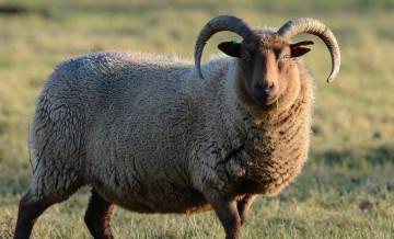 Картинка животные овцы +бараны кудряшки баран животное рога взгляд