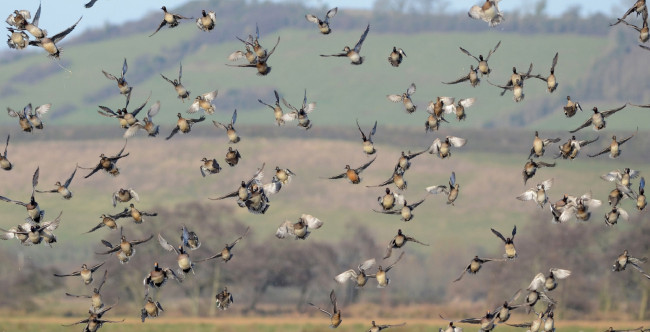 Обои картинки фото животные, утки, полёт, стая