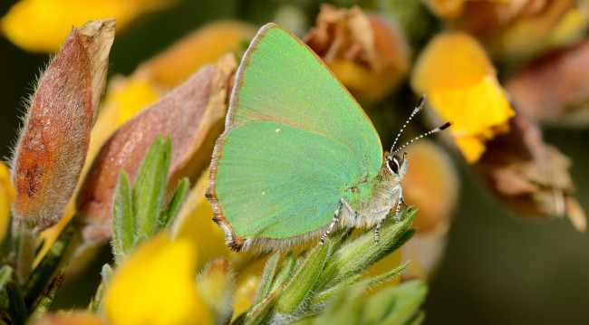 Обои картинки фото животные, бабочки,  мотыльки,  моли, цветы, усики, крылья, растения, бабочка, макро