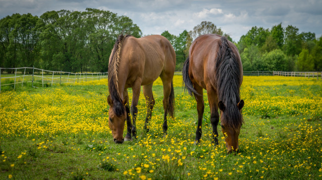 Обои картинки фото животные, лошади, лошадки, трава, луг