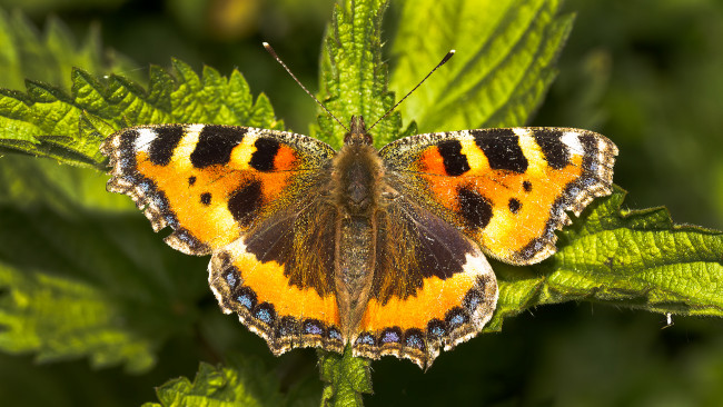 Обои картинки фото животные, бабочки,  мотыльки,  моли, бабочка