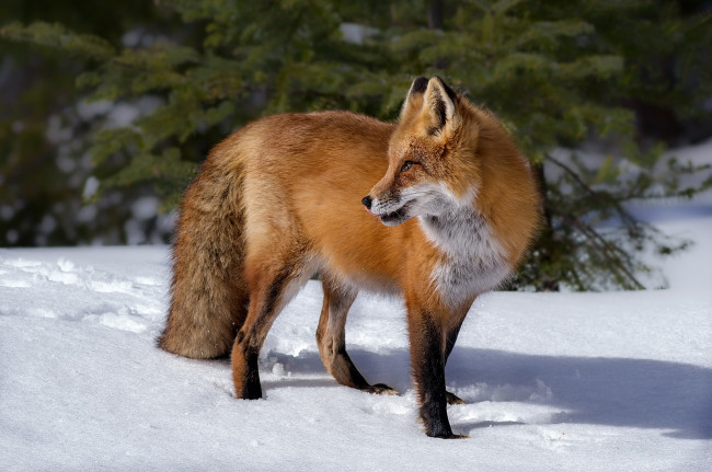 Обои картинки фото животные, лисы, лисичка