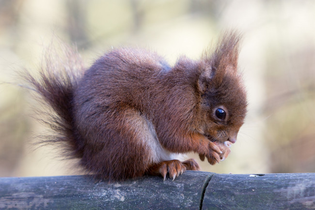 Обои картинки фото животные, белки, белка, дерево