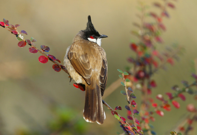 Обои картинки фото животные, кардиналы, ветка, клюв, хвост, птица
