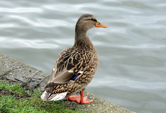 Обои картинки фото животные, утки, селезень