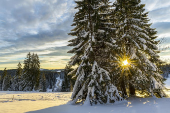 Картинка природа зима деревья лес пейзаж