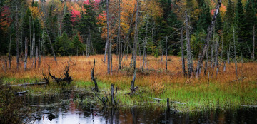 Картинка природа реки озера река лес