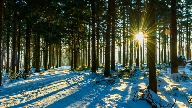 Обои картинки фото природа, лес, деревья